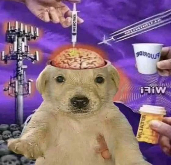 chien